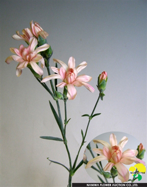 Dianthus caryophyllus (Spray) Tiara Cream.jpg